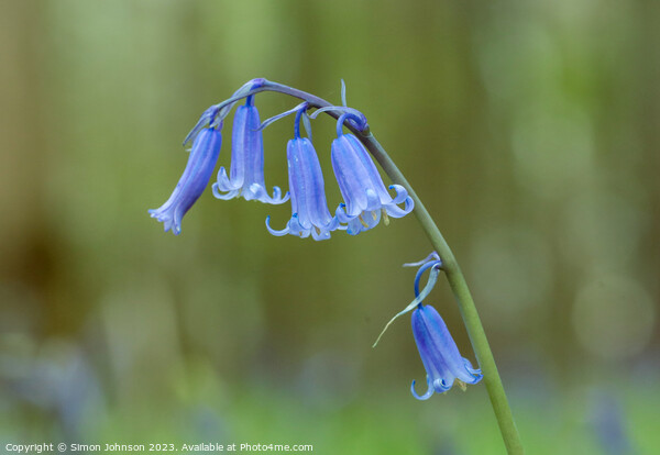 Bluebell  Picture Board by Simon Johnson
