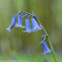 Buy canvas prints of Bluebell  by Simon Johnson