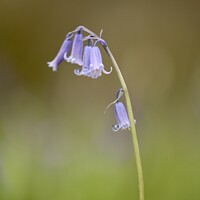 Buy canvas prints of Bluebell  by Simon Johnson