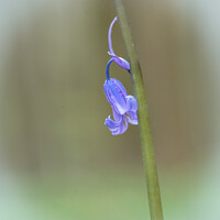 Buy canvas prints of Single. Bluebell by Simon Johnson