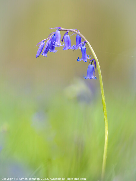  bluebell flower Picture Board by Simon Johnson