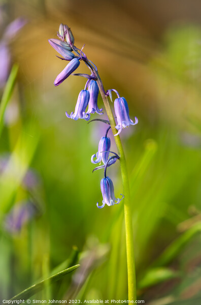 Sunlit Bluebell  Picture Board by Simon Johnson