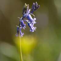 Buy canvas prints of Bluebell flower by Simon Johnson