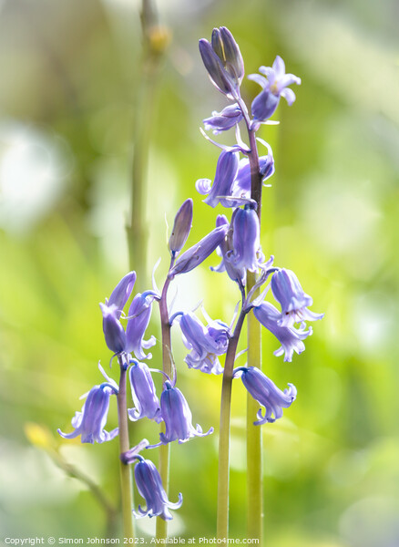 Sunlit Bluebell Picture Board by Simon Johnson