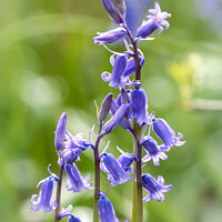 Buy canvas prints of Bluebell hierarchy  by Simon Johnson
