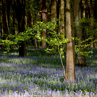 Buy canvas prints of wind blown tree and sunlit bluebells by Simon Johnson
