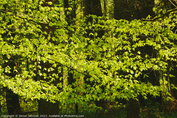 A close up of a lush green forest Picture Board by Simon Johnson