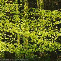 Buy canvas prints of A close up of a lush green forest by Simon Johnson