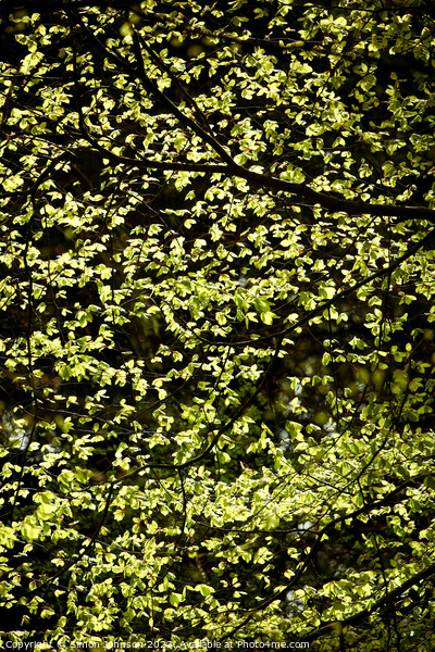 spring leaves Picture Board by Simon Johnson