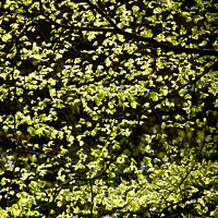 Buy canvas prints of spring leaves by Simon Johnson