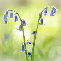Buy canvas prints of victory bluebells by Simon Johnson