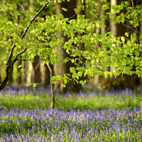 Buy canvas prints of Spring leaves and bluebells by Simon Johnson