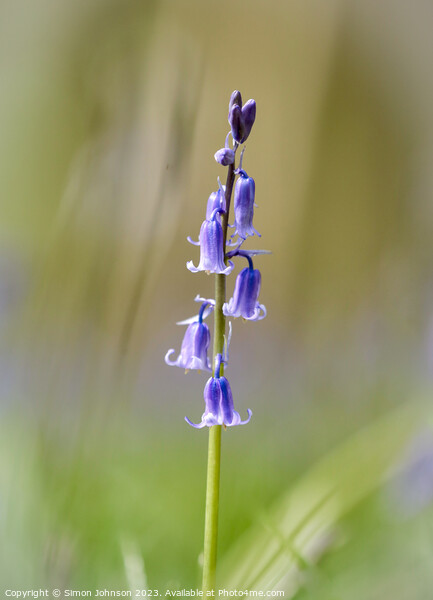 Bluebell flowerf Picture Board by Simon Johnson