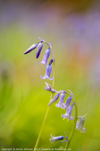 sunlit bluebell Picture Board by Simon Johnson
