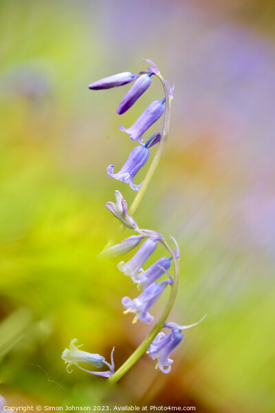  Bluebell flower Picture Board by Simon Johnson