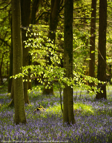 sunlit tree and bluebells Picture Board by Simon Johnson