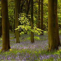 Buy canvas prints of sunlit  tree and bluebells by Simon Johnson