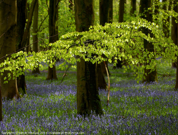 Sunlit leaves and Bluebells Picture Board by Simon Johnson