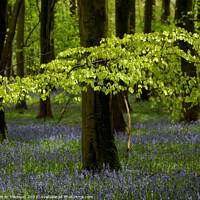 Buy canvas prints of Sunlit leaves and Bluebells by Simon Johnson