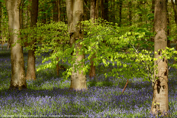 wind blown tree and bluebells Picture Board by Simon Johnson