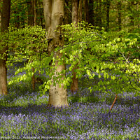 Buy canvas prints of wind blown tree and bluebells by Simon Johnson
