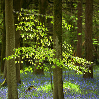 Buy canvas prints of sunlit tree and bluebells  by Simon Johnson