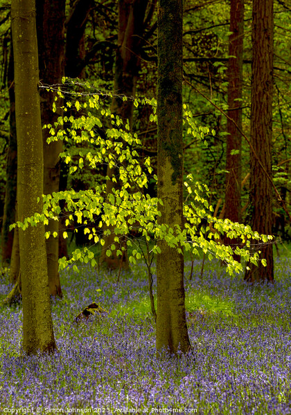 sunlit tree and bluebells Picture Board by Simon Johnson
