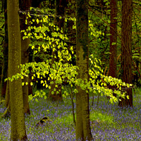 Buy canvas prints of sunlit tree and bluebells by Simon Johnson