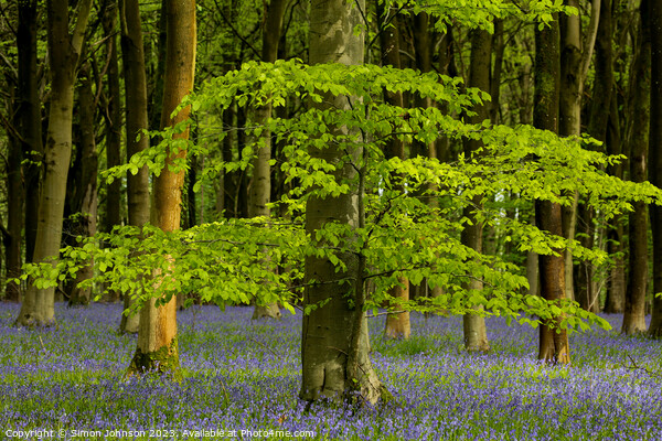 Sunlit tree and bluebells Picture Board by Simon Johnson