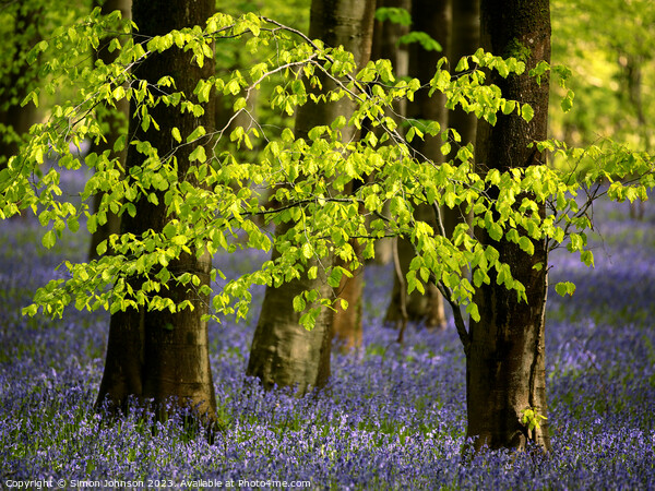 sunlit leaves and bluebells Picture Board by Simon Johnson
