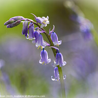 Buy canvas prints of Bluebell Flower  by Simon Johnson