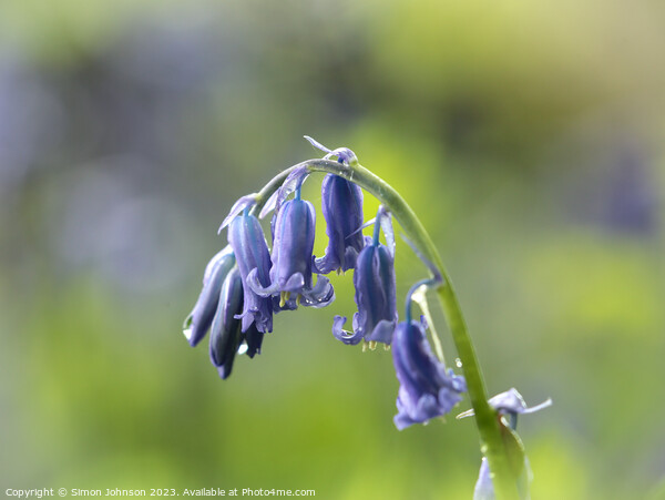 Bluebell Flower  Picture Board by Simon Johnson