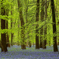 Buy canvas prints of  spring woodland with Bluebells by Simon Johnson