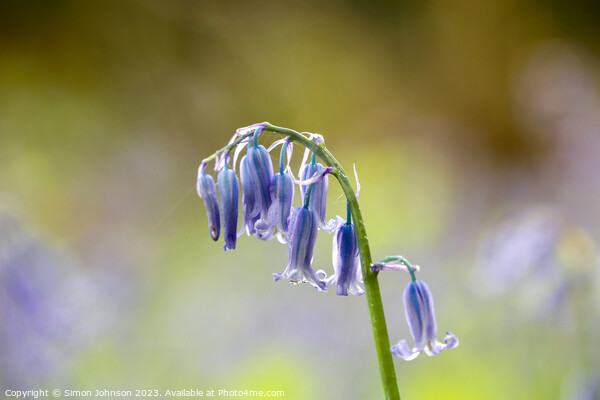 A close up of a Bluebell flower  Picture Board by Simon Johnson