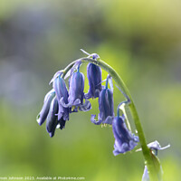 Buy canvas prints of A close up of a Bluebell flower  by Simon Johnson