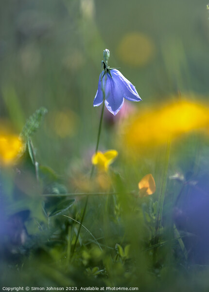 Harebell flowers  Picture Board by Simon Johnson