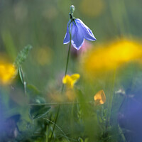 Buy canvas prints of Harebell flowers  by Simon Johnson
