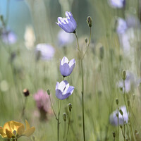 Buy canvas prints of meadow Flowers  by Simon Johnson