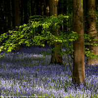 Buy canvas prints of Sunlit leaves and bluebells  by Simon Johnson