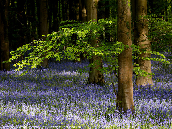 bluebell Woodland Picture Board by Simon Johnson