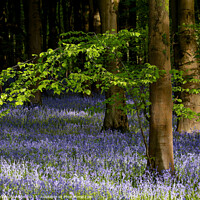 Buy canvas prints of bluebell Woodland by Simon Johnson