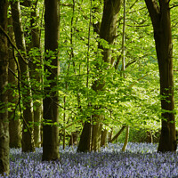 Buy canvas prints of Bluebell Wood  by Simon Johnson
