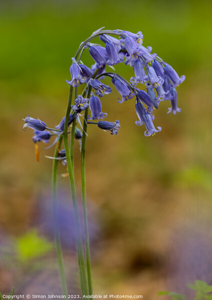 Bluebell flower Picture Board by Simon Johnson