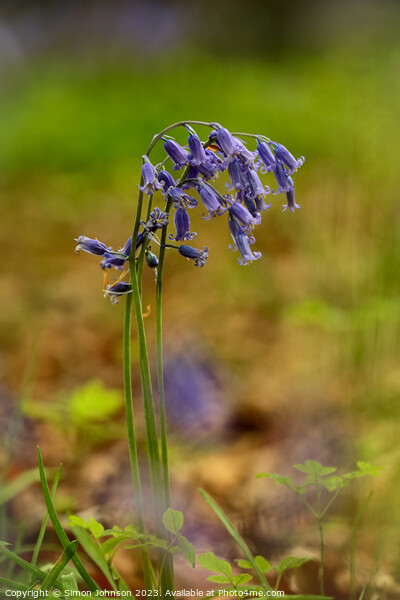 A close up of a bluebell flower  Picture Board by Simon Johnson