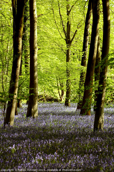 Sunlit bluebells Picture Board by Simon Johnson