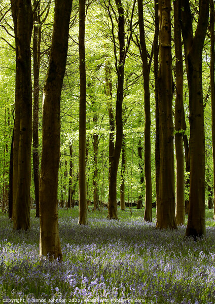 sunlit Bluebell Woodland Picture Board by Simon Johnson