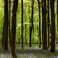 Buy canvas prints of sunlit Bluebell Woodland by Simon Johnson