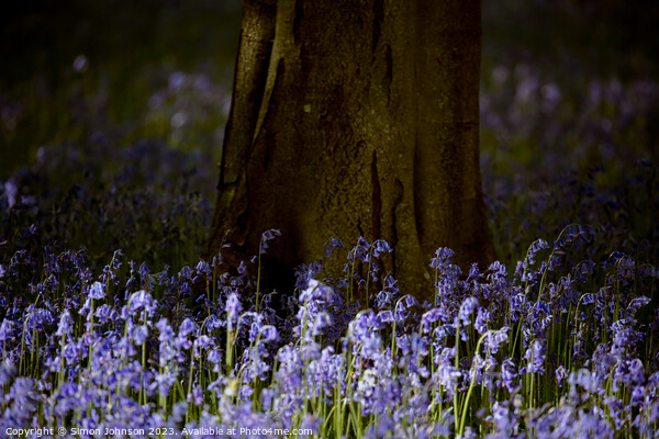 Sunlit Bluebells Picture Board by Simon Johnson