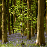 Buy canvas prints of Sunlit tree and bluebells  by Simon Johnson