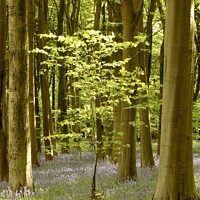 Buy canvas prints of sunlit tree and bluebells by Simon Johnson